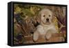 Golden Retriever-Lynn M^ Stone-Framed Stretched Canvas