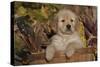 Golden Retriever-Lynn M^ Stone-Stretched Canvas