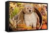 Golden Retriever-Lynn M^ Stone-Framed Stretched Canvas