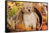 Golden Retriever-Lynn M^ Stone-Framed Stretched Canvas