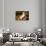 Golden Retriever-Lynn M^ Stone-Framed Stretched Canvas displayed on a wall