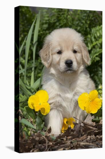 Golden Retriever-Lynn M^ Stone-Stretched Canvas