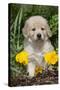 Golden Retriever-Lynn M^ Stone-Stretched Canvas