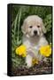 Golden Retriever-Lynn M^ Stone-Framed Stretched Canvas