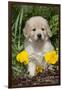 Golden Retriever-Lynn M^ Stone-Framed Premium Photographic Print