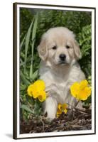 Golden Retriever-Lynn M^ Stone-Framed Premium Photographic Print