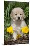 Golden Retriever-Lynn M^ Stone-Mounted Premium Photographic Print