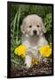 Golden Retriever-Lynn M^ Stone-Framed Premium Photographic Print