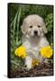 Golden Retriever-Lynn M^ Stone-Framed Stretched Canvas