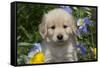 Golden Retriever-Lynn M^ Stone-Framed Stretched Canvas