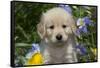 Golden Retriever-Lynn M^ Stone-Framed Stretched Canvas