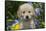 Golden Retriever-Lynn M^ Stone-Framed Stretched Canvas