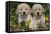 Golden Retriever-Lynn M^ Stone-Framed Stretched Canvas