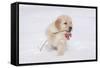 Golden Retriever-Lynn M^ Stone-Framed Stretched Canvas