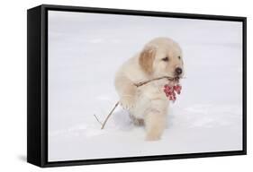 Golden Retriever-Lynn M^ Stone-Framed Stretched Canvas