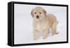 Golden Retriever-Lynn M^ Stone-Framed Stretched Canvas