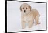 Golden Retriever-Lynn M^ Stone-Framed Stretched Canvas