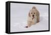 Golden Retriever-Lynn M^ Stone-Framed Stretched Canvas