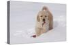 Golden Retriever-Lynn M^ Stone-Stretched Canvas