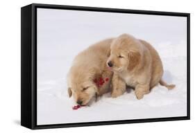 Golden Retriever-Lynn M^ Stone-Framed Stretched Canvas