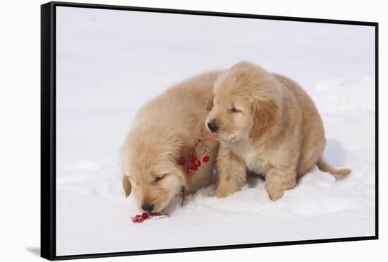 Golden Retriever-Lynn M^ Stone-Framed Stretched Canvas