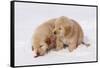 Golden Retriever-Lynn M^ Stone-Framed Stretched Canvas