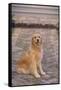 Golden Retriever-DLILLC-Framed Stretched Canvas