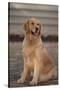 Golden Retriever-DLILLC-Stretched Canvas