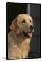 Golden Retriever-DLILLC-Framed Stretched Canvas