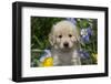 Golden Retriever-Lynn M^ Stone-Framed Premium Photographic Print