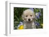 Golden Retriever-Lynn M^ Stone-Framed Premium Photographic Print