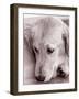 Golden Retriever-Bill Varie-Framed Photographic Print