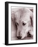 Golden Retriever-Bill Varie-Framed Photographic Print