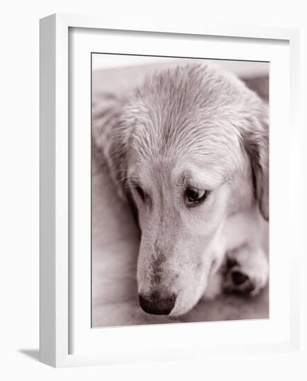 Golden Retriever-Bill Varie-Framed Photographic Print