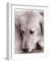 Golden Retriever-Bill Varie-Framed Photographic Print