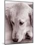 Golden Retriever-Bill Varie-Mounted Photographic Print