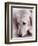 Golden Retriever-Bill Varie-Framed Photographic Print