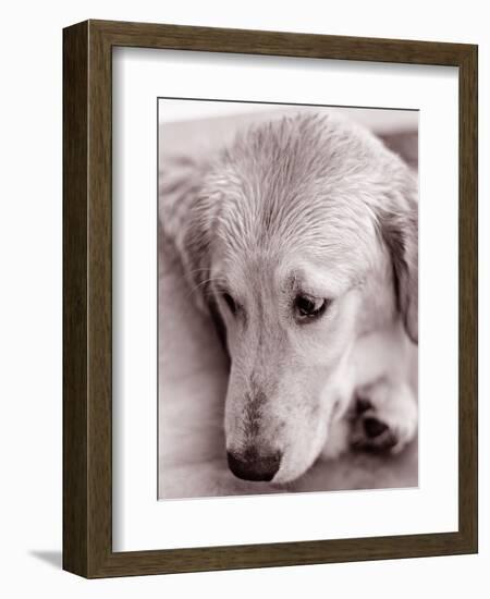 Golden Retriever-Bill Varie-Framed Photographic Print