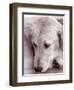 Golden Retriever-Bill Varie-Framed Photographic Print