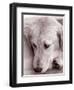 Golden Retriever-Bill Varie-Framed Photographic Print