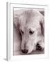 Golden Retriever-Bill Varie-Framed Photographic Print