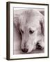 Golden Retriever-Bill Varie-Framed Photographic Print