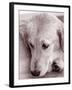 Golden Retriever-Bill Varie-Framed Photographic Print