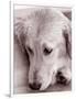 Golden Retriever-Bill Varie-Framed Photographic Print