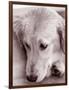 Golden Retriever-Bill Varie-Framed Photographic Print