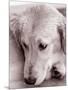 Golden Retriever-Bill Varie-Mounted Photographic Print