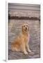 Golden Retriever-DLILLC-Framed Photographic Print