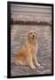 Golden Retriever-DLILLC-Framed Photographic Print