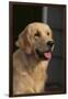 Golden Retriever-DLILLC-Framed Photographic Print