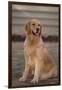 Golden Retriever-DLILLC-Framed Photographic Print